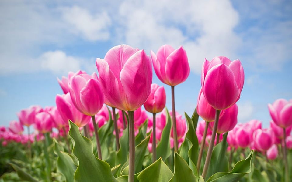 Field of tulips