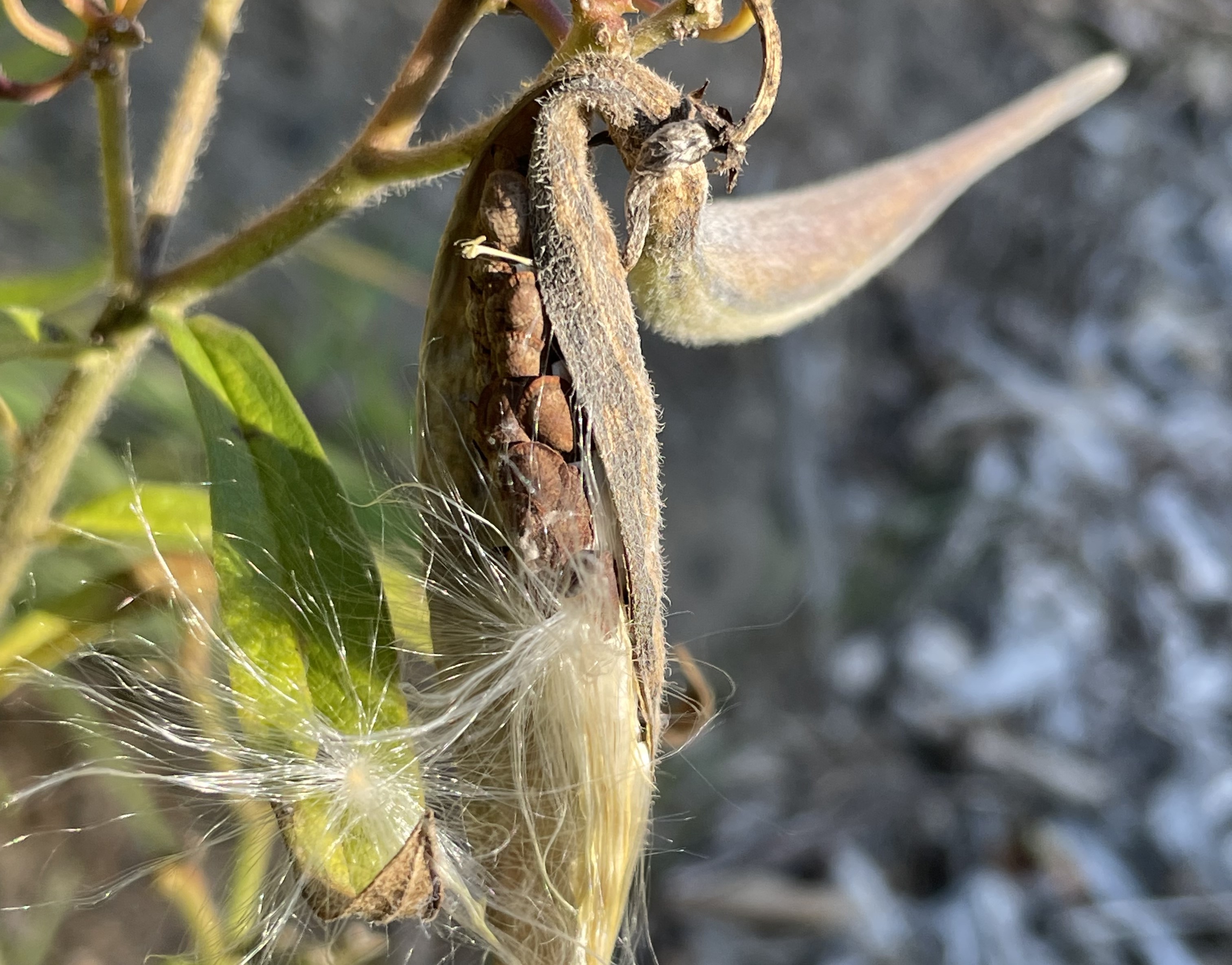 Butterfly weed seeds