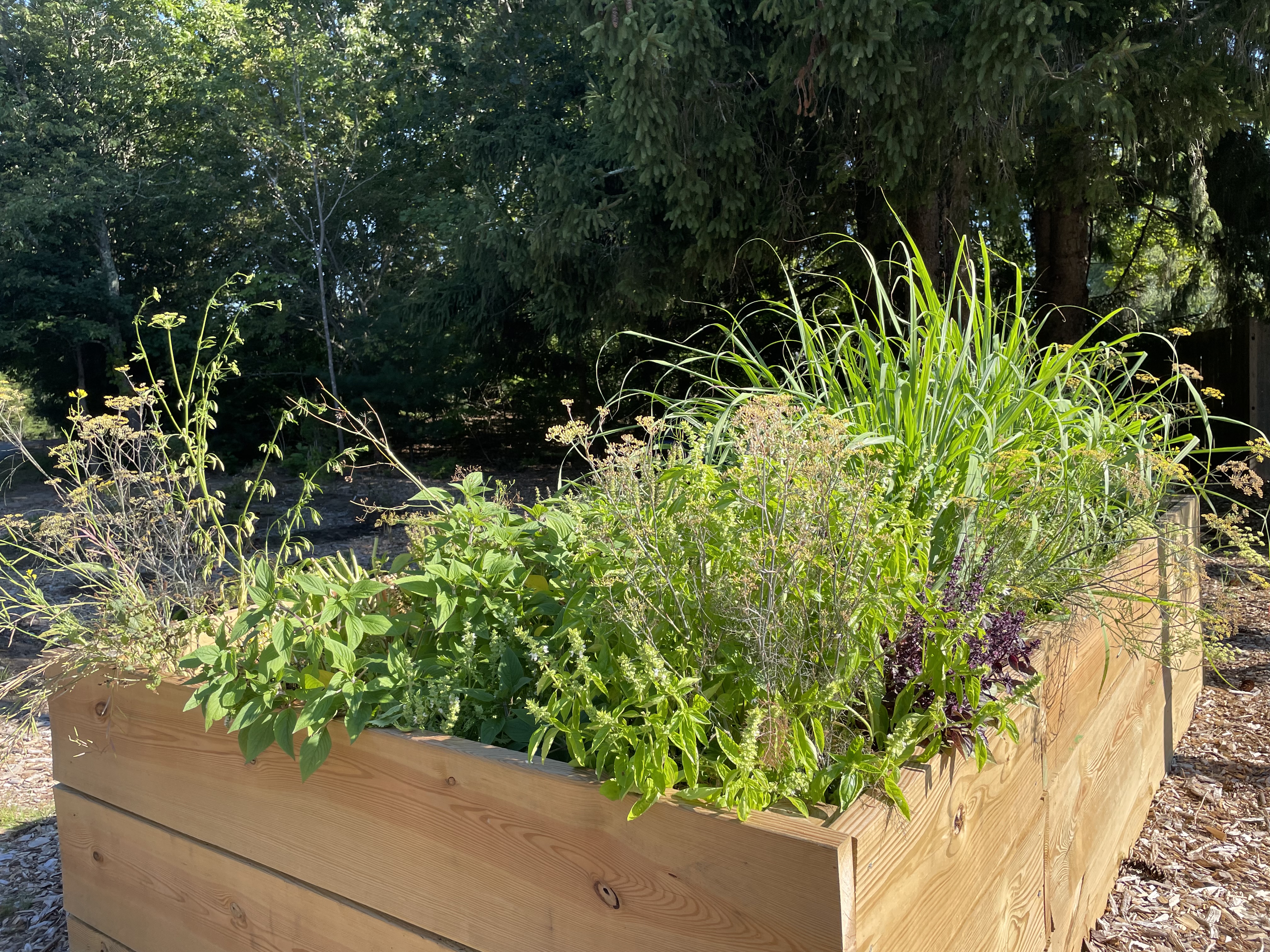 Raised Herb Bed at the Library