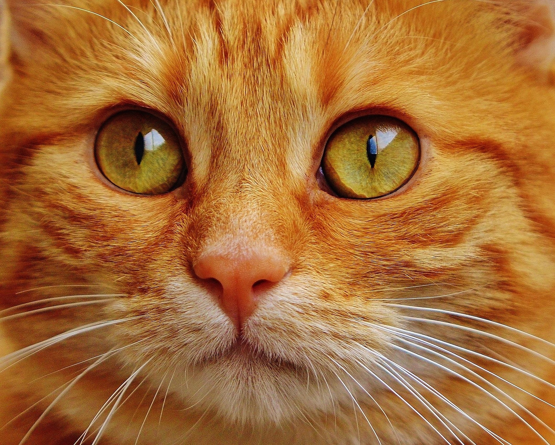 Ginger colored cat close up.