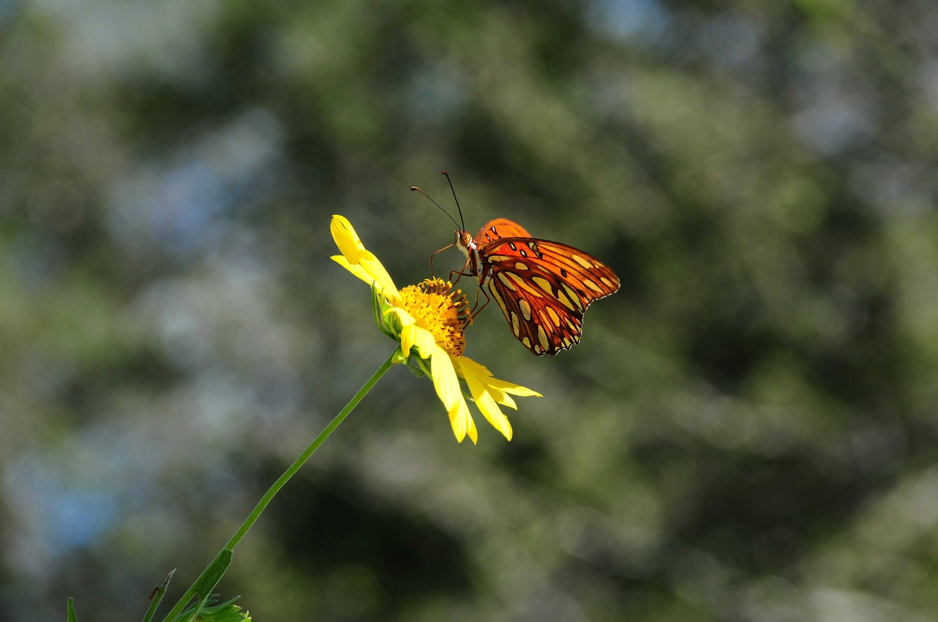 Butterfly on a yellow flower