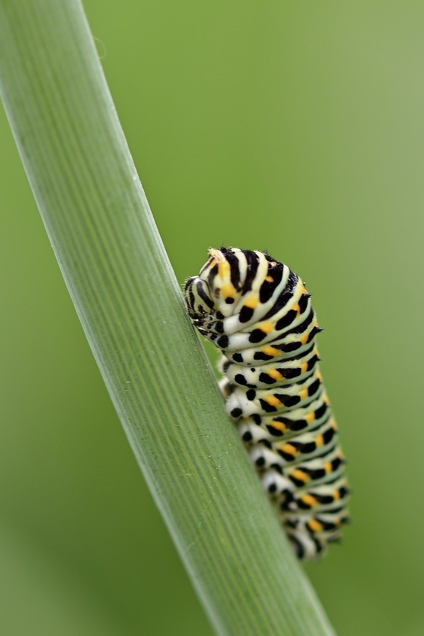 Yellow and black caterpillar on a green stem.