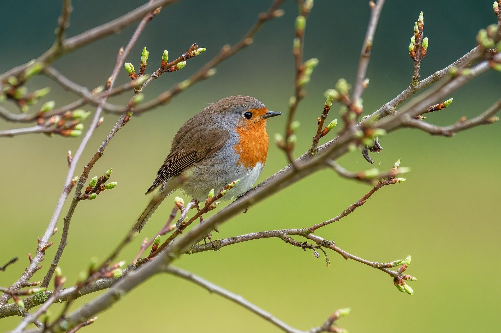 Brown, white and orange bird on a branch.