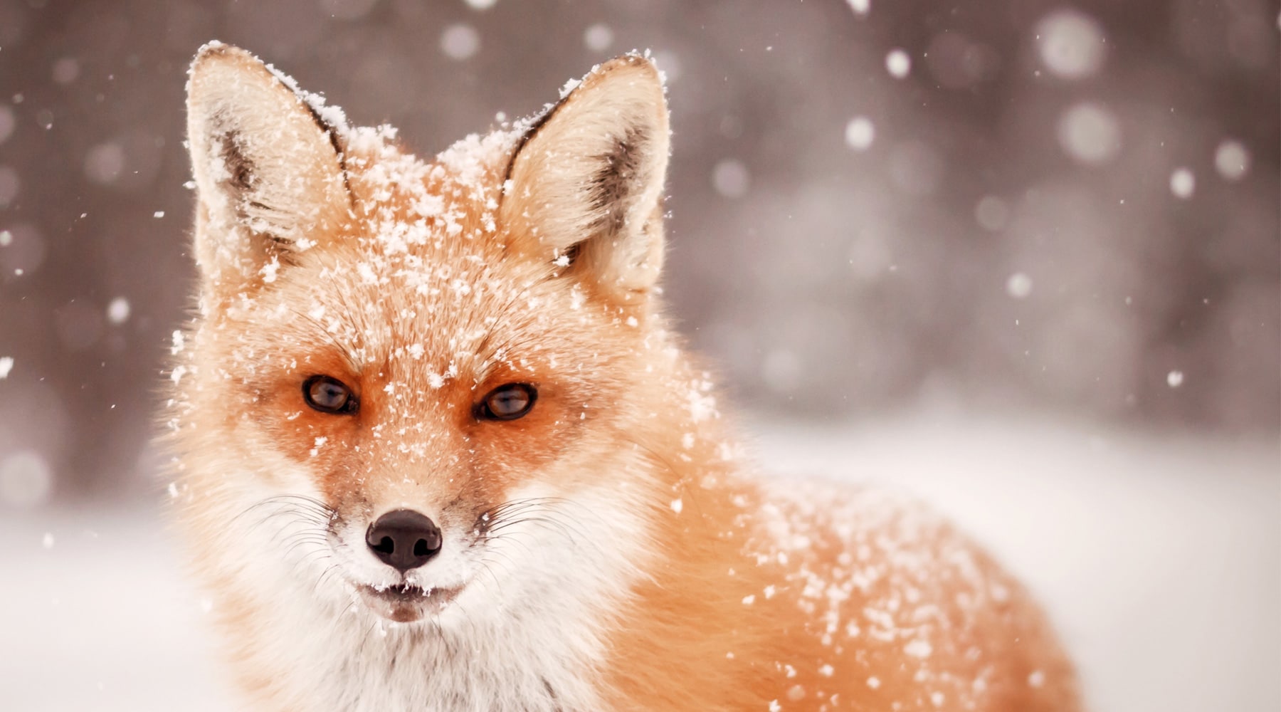 Red fox in snow