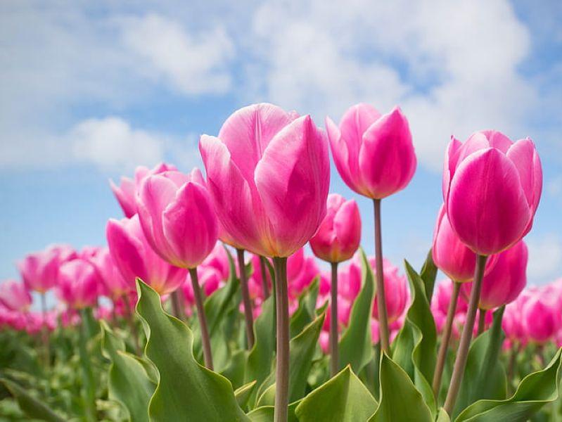 Field of tulips