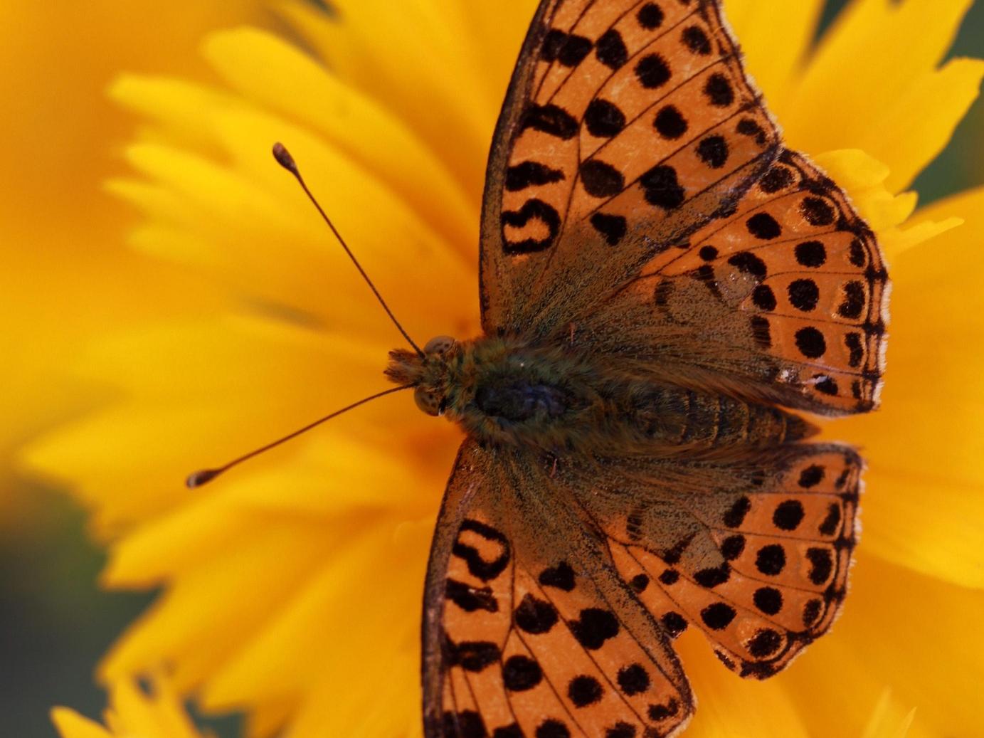 Butterfly on a yellow flower