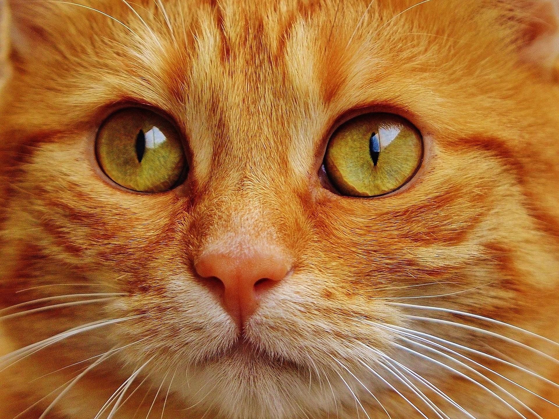 Ginger colored cat close up.