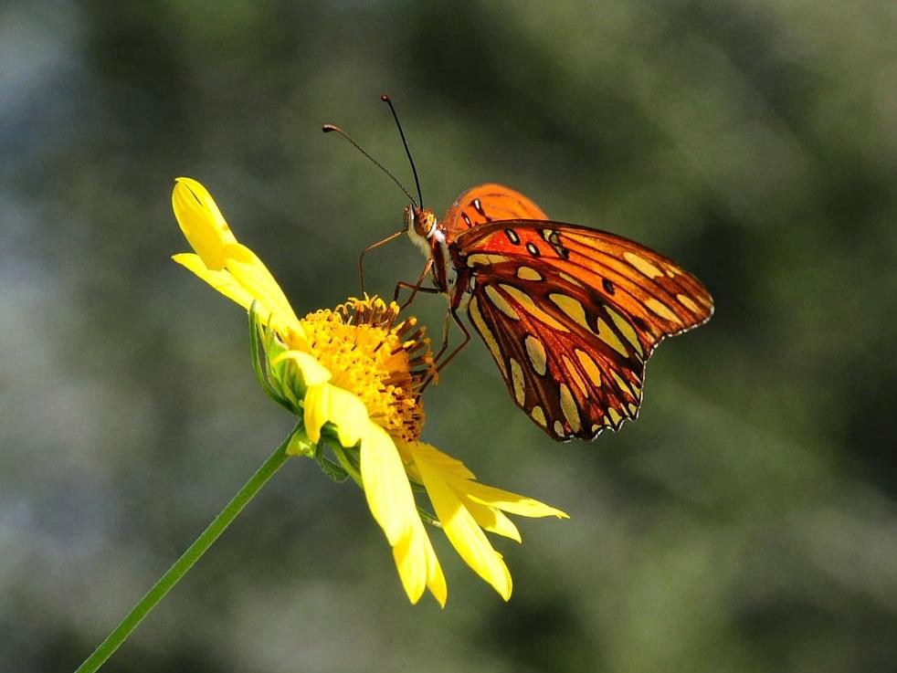 Butterfly on a yellow flower