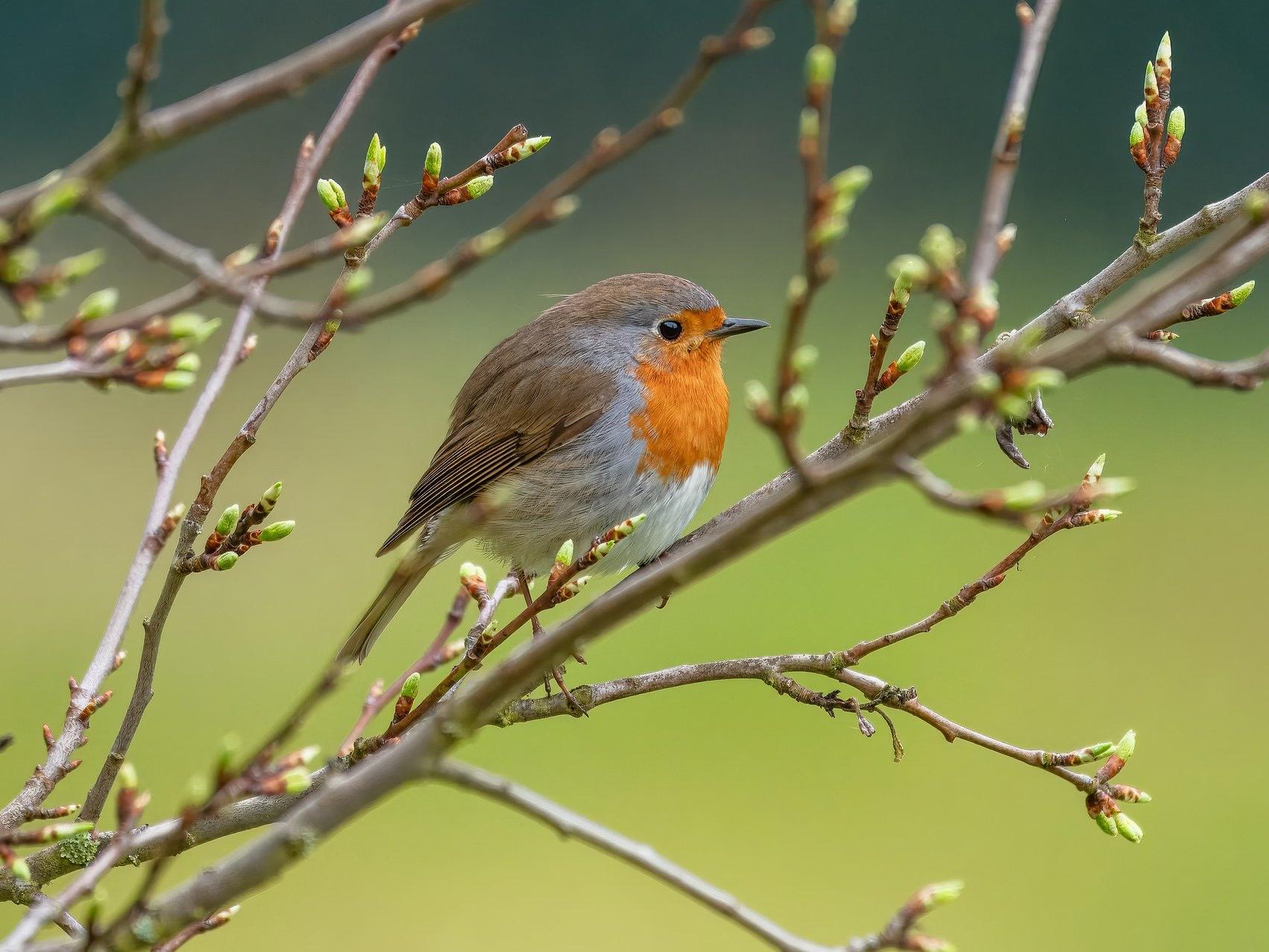 Brown, white and orange bird on a branch.