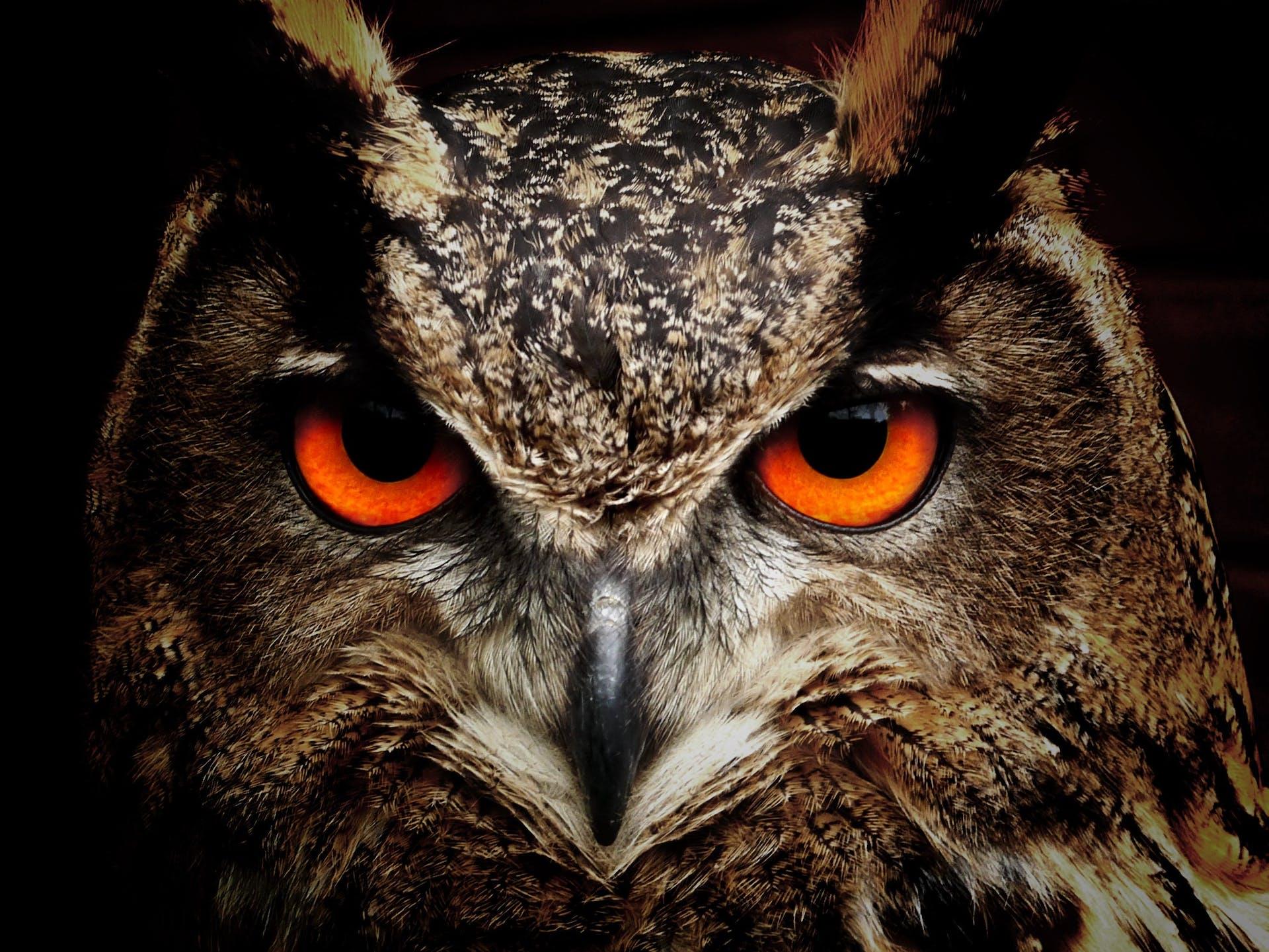 Close up of owl face with orange eyes glowing.