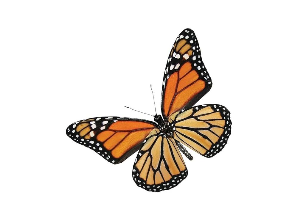 book cover of pulse of becoming by Barry C. Eneh